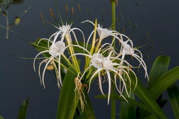 Colorful flower blooming in the field.