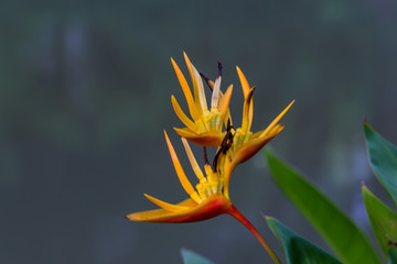 Obraz premium Yellow flower close up at day.