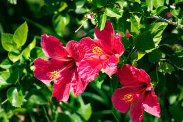 Red hibiscus from Valencia-Spain