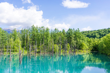 北海道の青い池