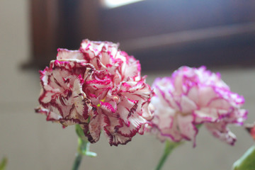 Carnation Flower Detail