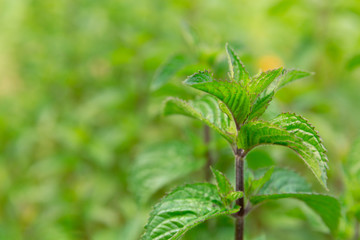 Fresh peppermint trees growing in organic garden. Mint herb