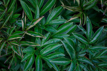 Naklejka na ściany i meble background of green leaves