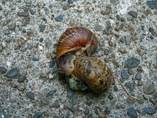 Garden snail with brown and black shells