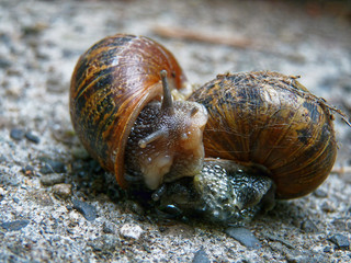Two garden snails mating