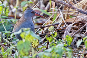 Water Rail (Rallus aquaticus) adult, skulking in vegetation, Gloucestershire, England, UK.