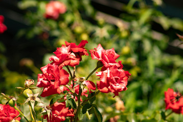 Obraz na płótnie Canvas red roses flowers in garden from Spain