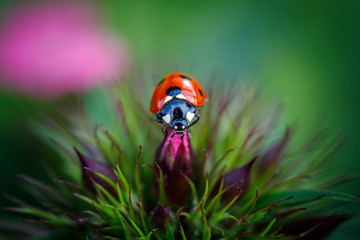 ladybug on grass