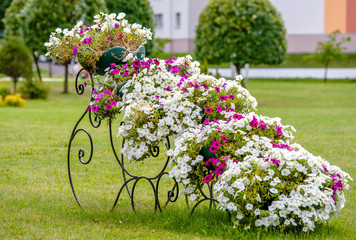 Multicolored petunias grow on flower beds in the city 