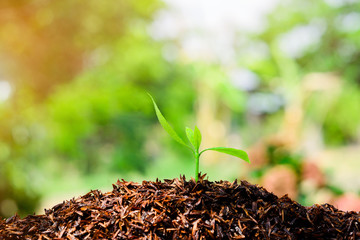 Seedling are growing in the soil and light of the sun.Planting trees to reduce global warming. 