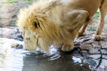 Beautiful wild animal white african lion  in Al Ain zoo, Safari Park, Al Ain, United Arab Emirates