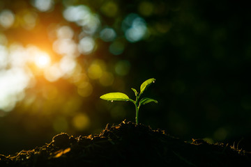 Seedling are growing in the soil and light of the sun.Planting trees to reduce global warming. 