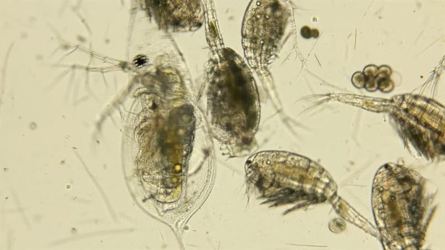 Zooplankton under the microscope. A colony of different plankton microorganisms in a drop of water. Daphnia, Cyclopidae - crustaceans living in seas, rivers, ponds. Located at the bottom of the food