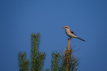 bird in flight