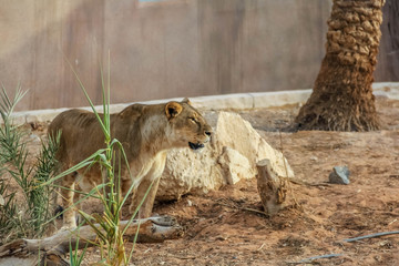 Wild animal brown african lion  in Al Ain zoo, Safari Park, Al Ain, United Arab Emirates