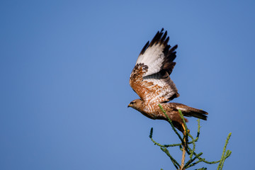 bird on branch