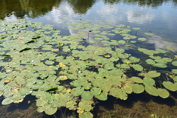 lake in deep forest