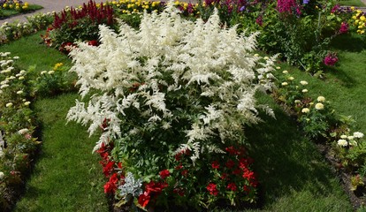 flowers in the garden