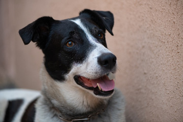 Portrait of a black and white dog looking happy