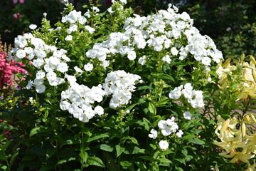 white flowers in garden