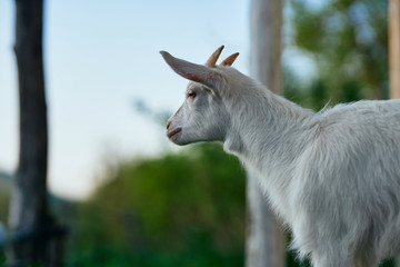 portrait of a goat
