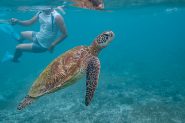 Green sea turtle ascends to the surface to breathe while being followed by a snorkeler.