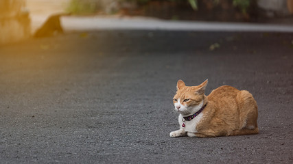 Yellow cat lying on the ground