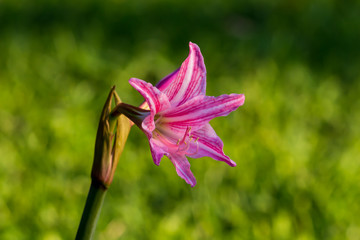 Beautiful flower,Pink flower background of flower.