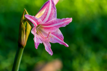 Beautiful flower,Pink flower background of flower.