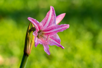 Beautiful flower,Pink flower background of flower.