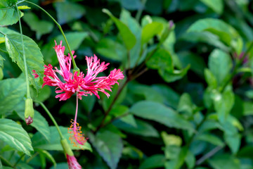 Colorful flower blooming in the field.