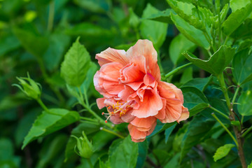 Colorful flower blooming in the field.