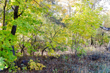 pictured in the photo Autumn forest nature.