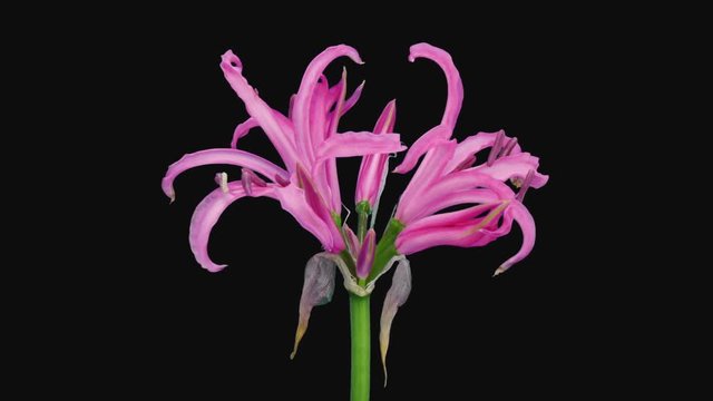 Time-lapse of opening pink nerine lily 4d3 in RGB + ALPHA matte format isolated on black background