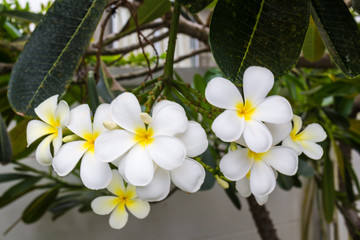 White plumeria on Plumeria leaves background.