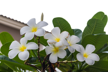 White plumeria on Plumeria leaves background.