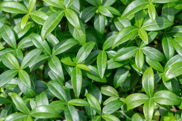 Periwinkle minor green leaves, small creeping ground covering plant in daylight during summer season