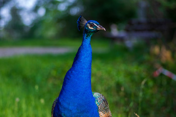 Obraz premium Pavo cristatus majestic blue bird, beautiful animal on green grass lawn background in sunlight