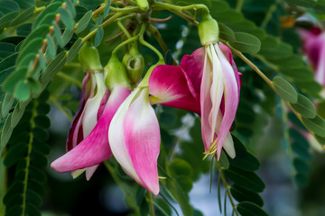 Beautiful flower,Pink flower background of flower.