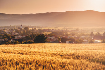 Fototapeta premium Summer sunset in gold wheat field behind rural landscape