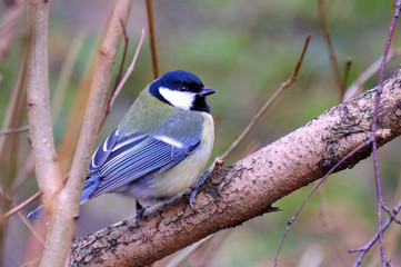 Blue tit