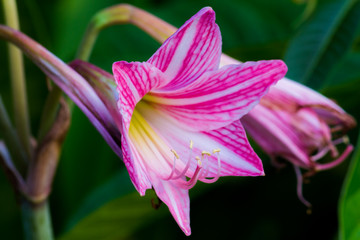 Beautiful flower,Pink flower background of flower.