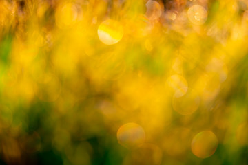 Obraz premium Blurred golden and green grass field in the morning with sunlight. Yellow bokeh background of sunshine in spring. Nature background. Clean environment. Golden bokeh abstract background with sun light.