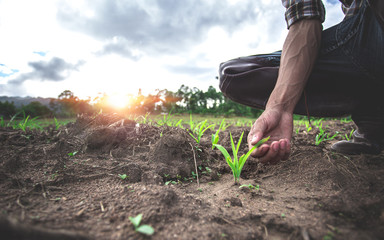 Close up hands of young farmer examining young corn maize crop plant in cultivated agricultural...