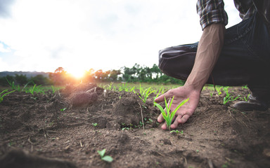 Hands of young farmer examining young corn maize crop plant in cultivated agricultural field.