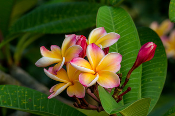 Plumeria on Plumeria leaves background.