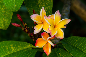 Plumeria on Plumeria leaves background.