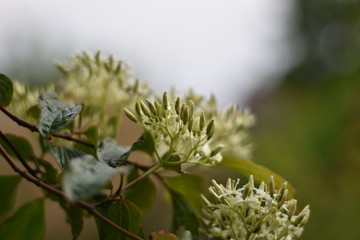 Hartriegel mit Blüten und Blütenknospen (Cornus)