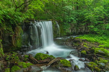 The fresh green of Aomori Prefecture Oirase mountain stream