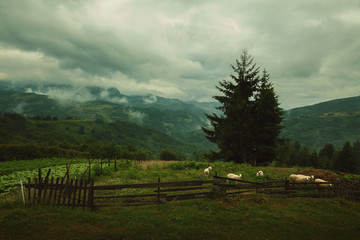 Sheep on Farm